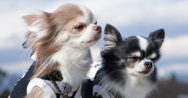 日本のテレビが「世界各国の犬の鳴き声」を紹介。タイの犬の鳴き声がおかしい！【タイ人の反応】