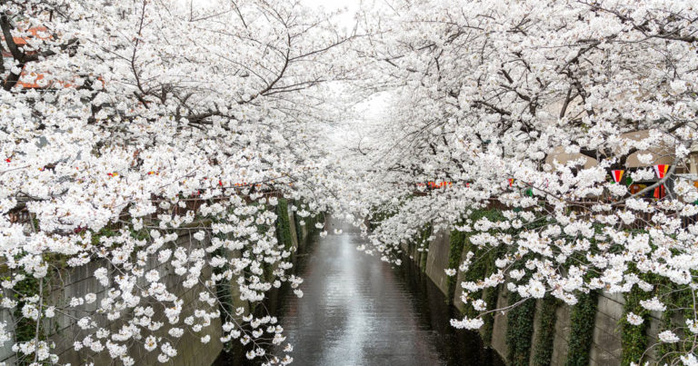 ドローンで撮影した「日本の桜」の美しさにタイ人も感動！【タイ人の反応】