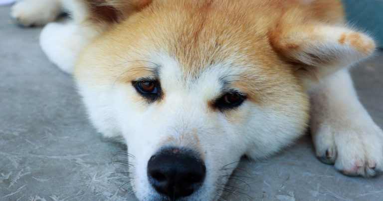 秋田犬