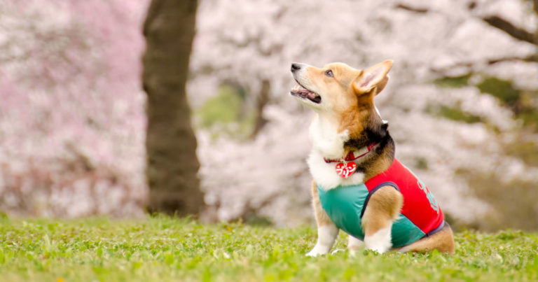 桜と犬