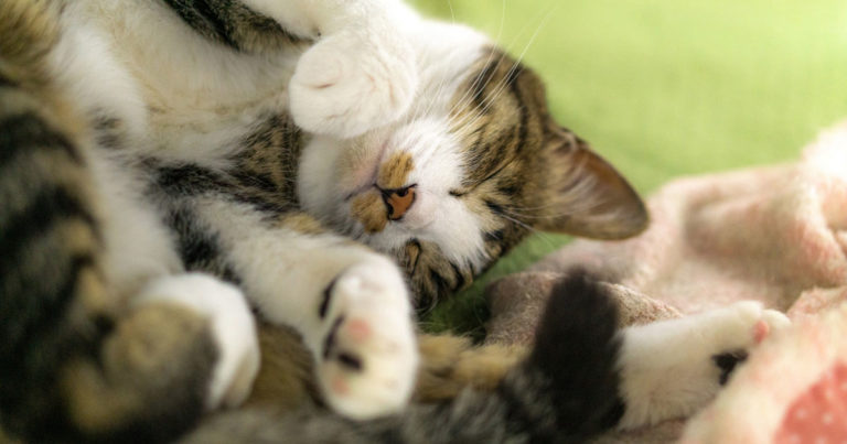 寝ている猫