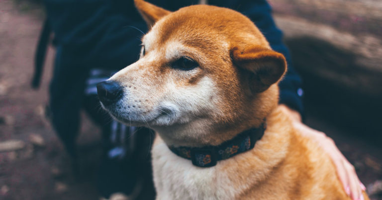 日本の柴犬の「お手」が可愛すぎる！下手すぎて予想外の結果に！【タイ人の反応】