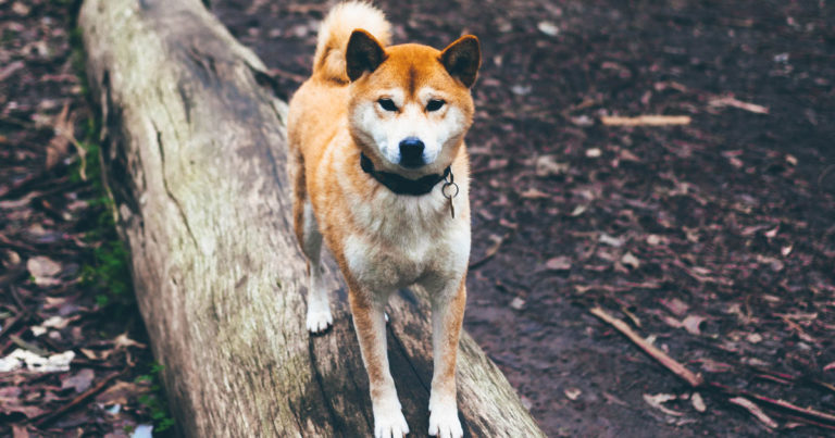 柴犬
