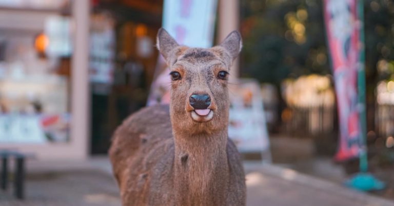 奈良公園の鹿