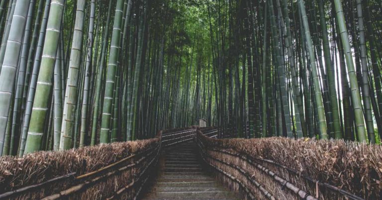 京都嵐山の竹林の道