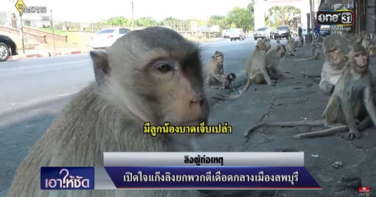 猿にインタビュー