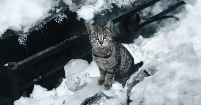 雪とネコ