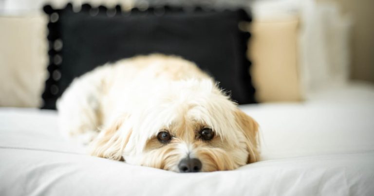 眠そうな犬