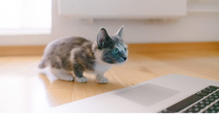 パソコンの近くの何かを狙うネコ