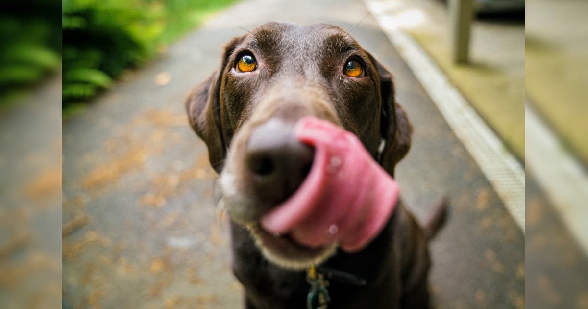 舌を出して可愛い顔をする犬