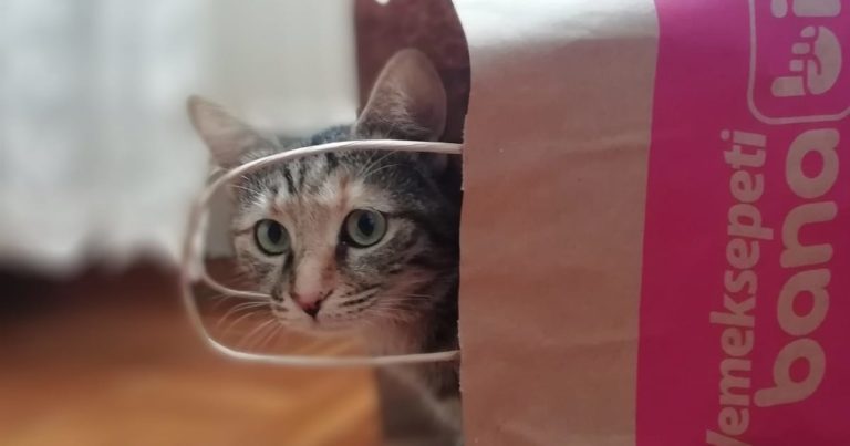 紙袋から顔を出すネコ
