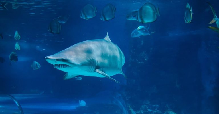 日本の廃校水族館が「子供の頃の妄想が現実化したような場所」だと話題に！【タイ人の反応】