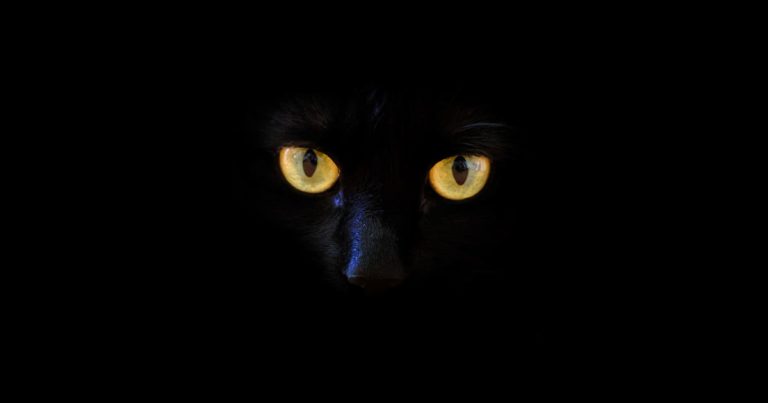 日本で「黒猫とぬいぐるみの顔交換」が違和感なくて笑っちゃうと話題に！【タイ人の反応】