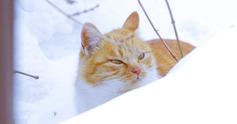日本の「ネコと雪の写真」が可愛くて海外でも話題に→110万いいね！【タイ人の反応】