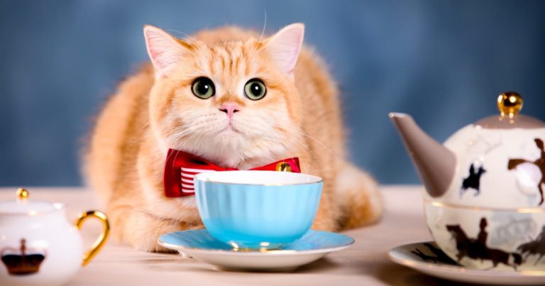 ネコとコーヒーカップ