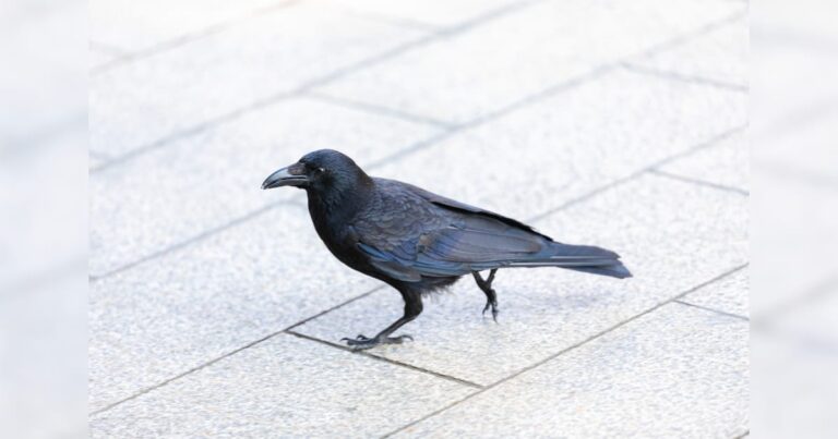 カラス