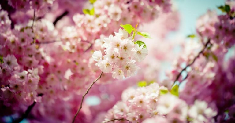 日本人が撮影した「桜と電車」がレアでめっちゃいい写真だと話題に！【タイ人の反応】