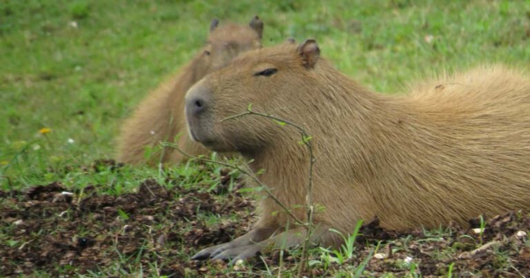 カピバラさん