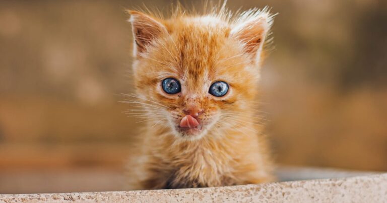 可愛い子猫