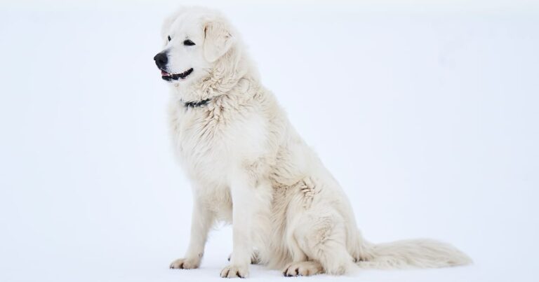 白い犬
