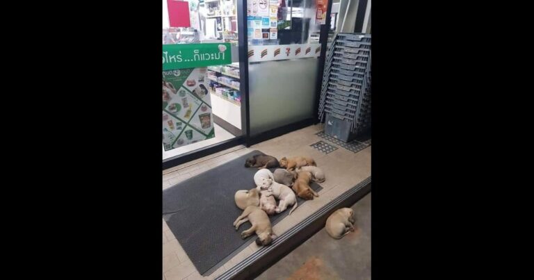タイのセブン犬
