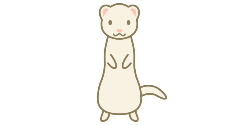 フェレット