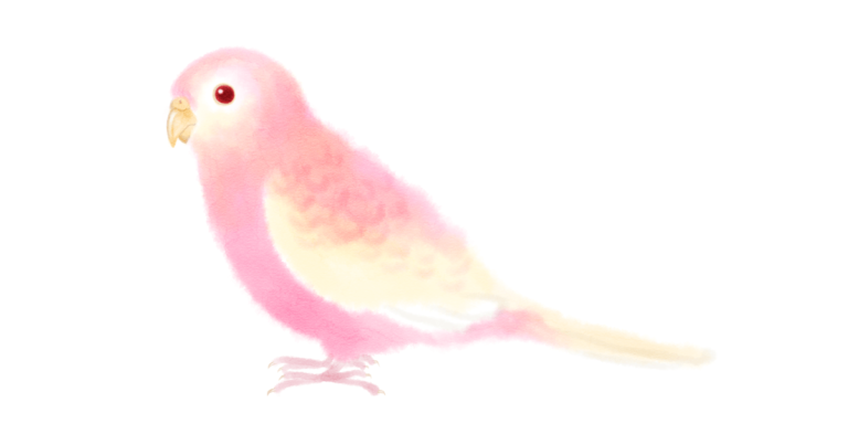 アキクサインコ