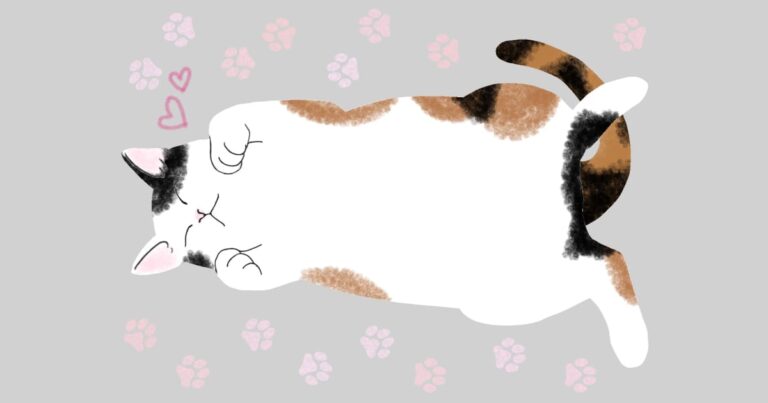 ヘソ天する三毛猫