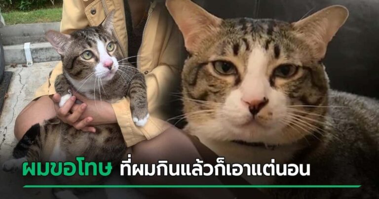 日本で「6階から落ちて無傷だったタイのデブ猫」が話題に！→タイ人「誹謗中傷だｗｗｗ」【タイ人の反応】