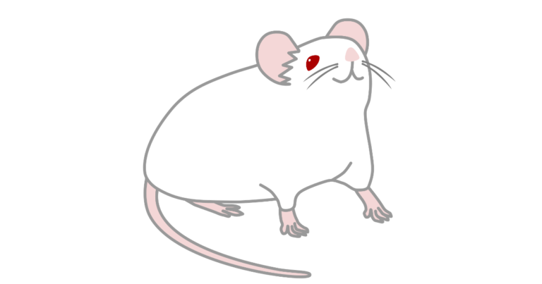 ラット