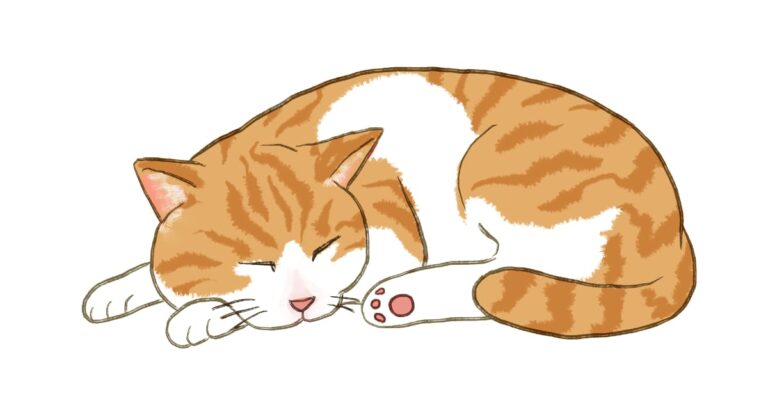 ネコ