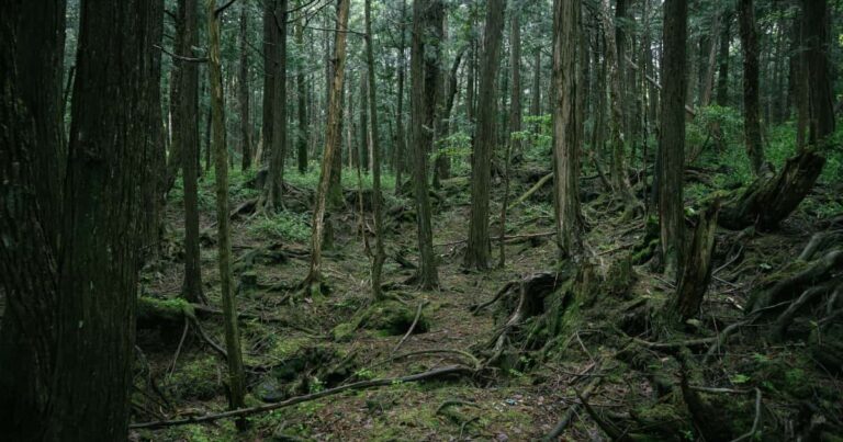 青木ヶ原樹海