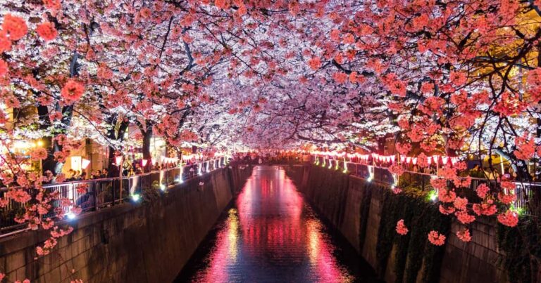 目黒川の桜