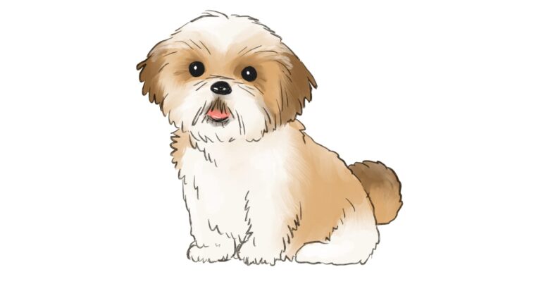 シーズー犬