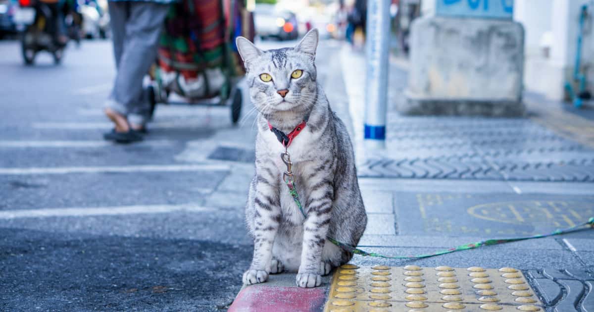 タイの歩道ネコ