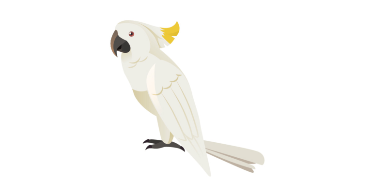 タイハクオウム