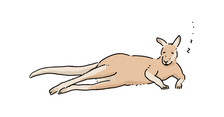眠たいカンガルー