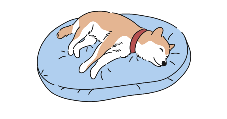柴犬熟睡中