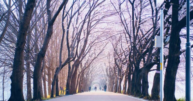 韓国の桜