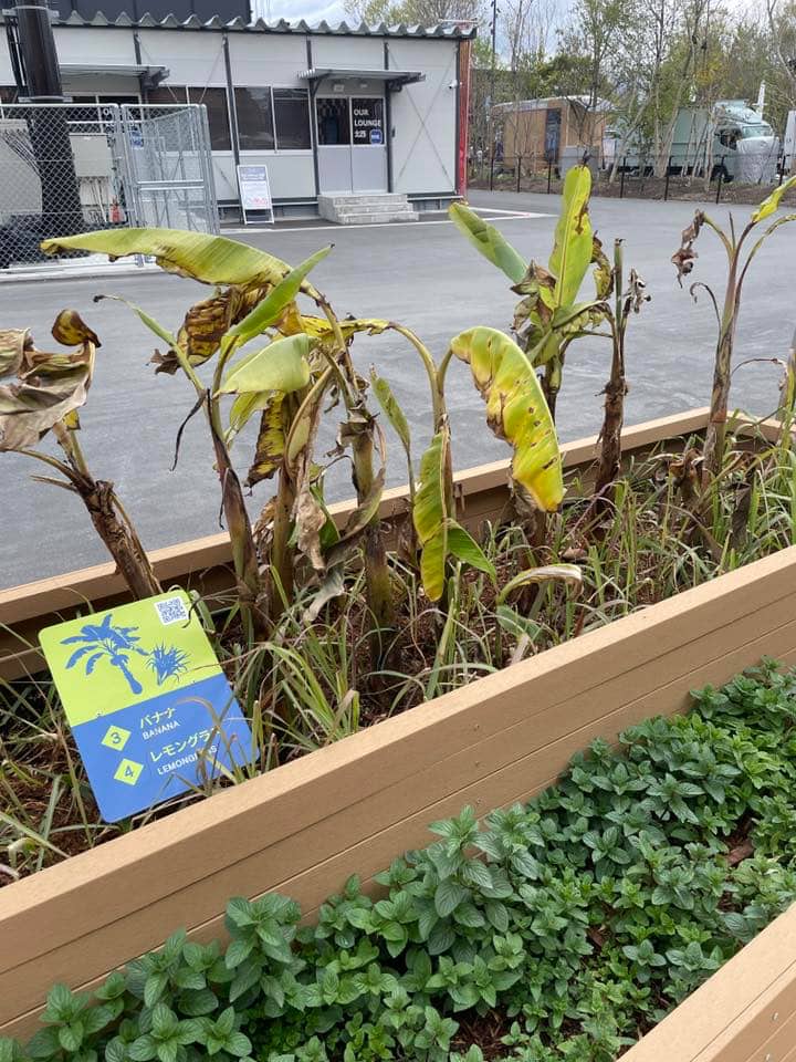 タイパビリオン、枯れた植物(バナナ、レモングラス)の展示