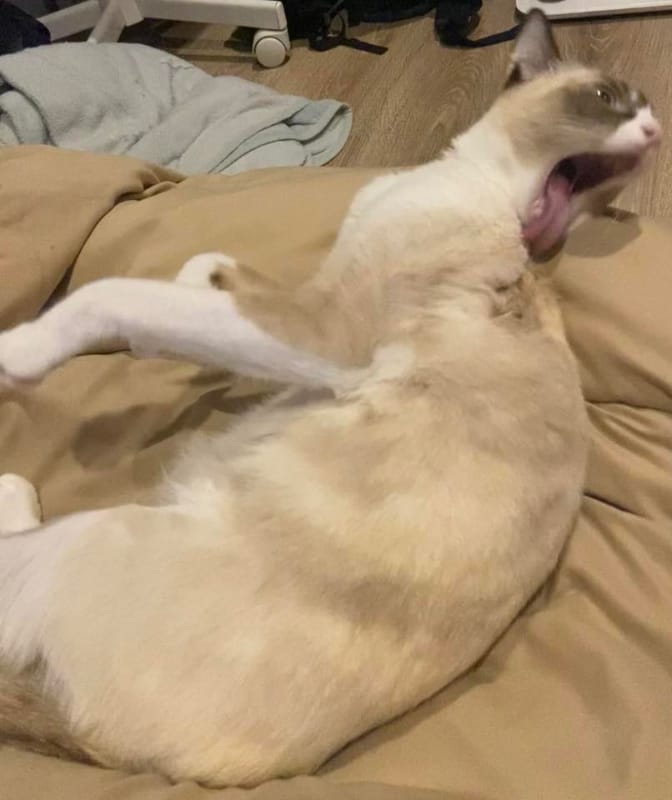 #猫の変顔コンクール2