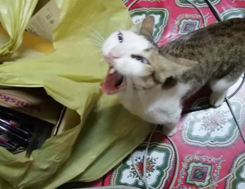 猫の変顔コンクール1