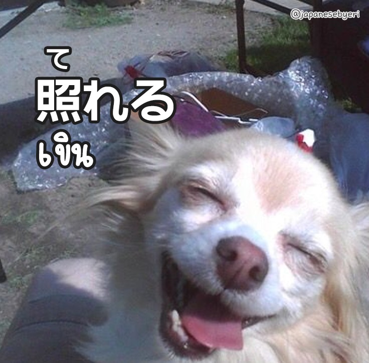 照れるチワワ