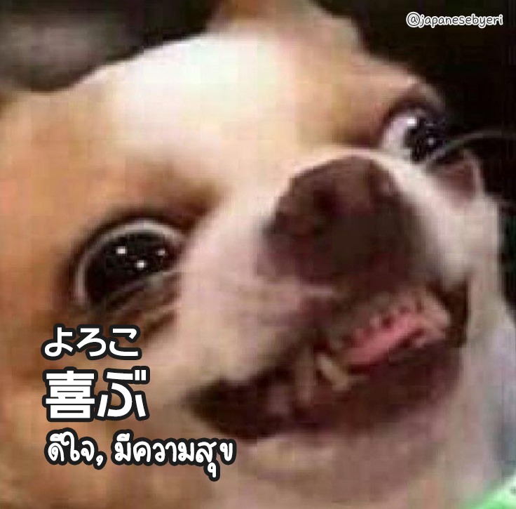 喜ぶチワワ