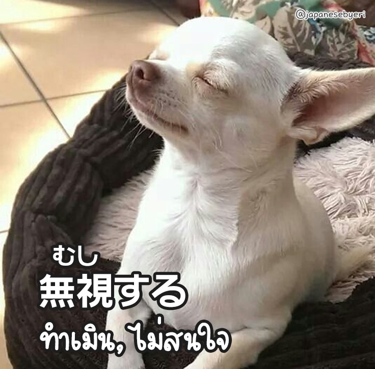 無視するチワワ