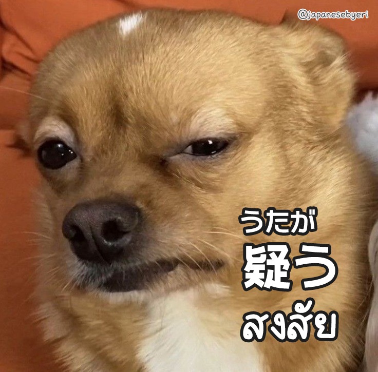 疑うチワワ