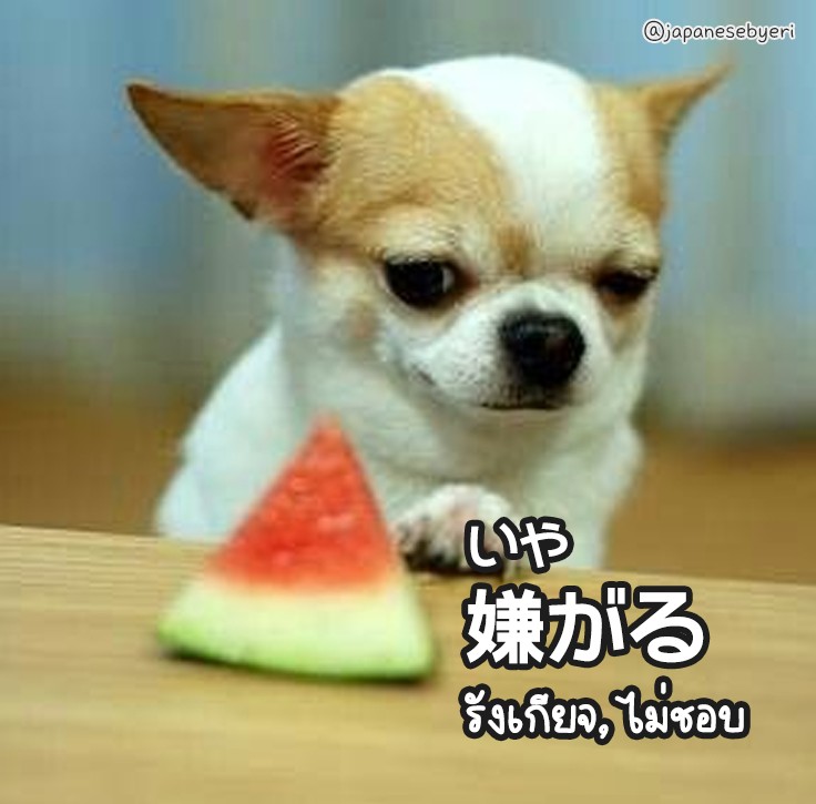 嫌がるチワワ