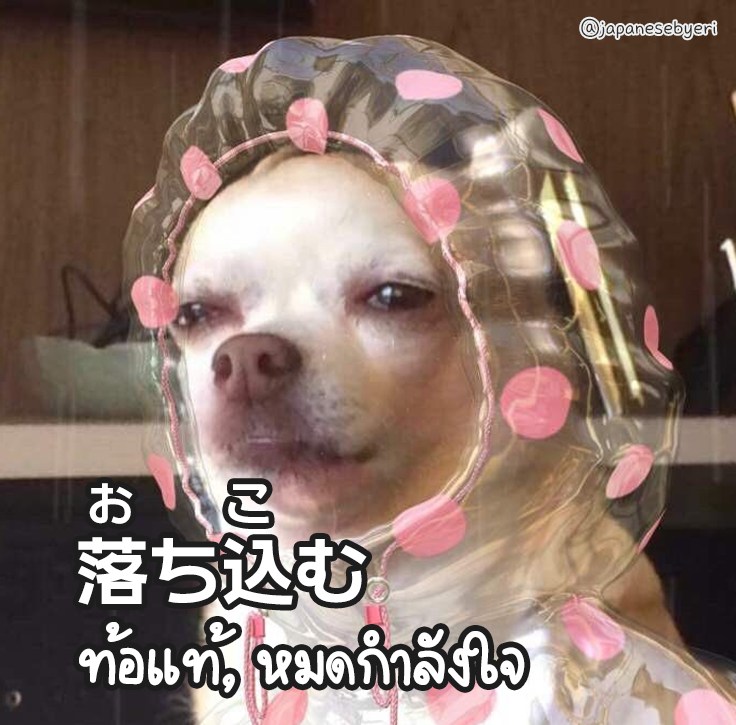 落ち込むチワワ