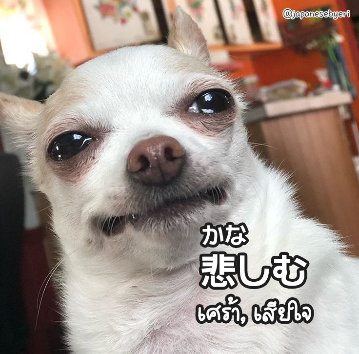 悲しむチワワ