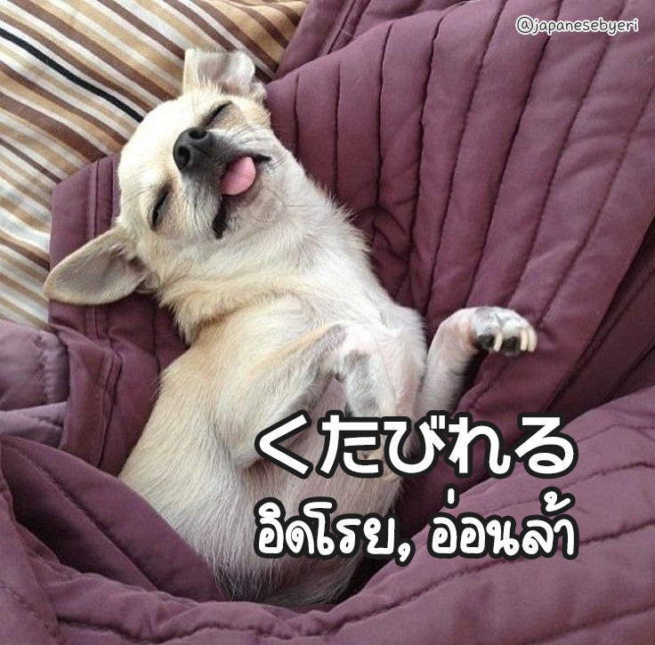 くたびれるチワワ